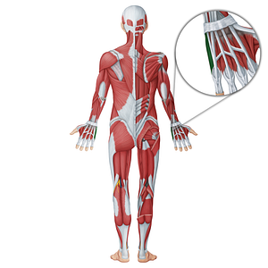 Abductor digiti minimi muscle of hand (#18636)