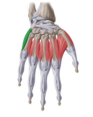 Abductor digiti minimi muscle of hand (#18780)