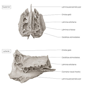 Ethmoid bone (superior and lateral views) (Spanish)