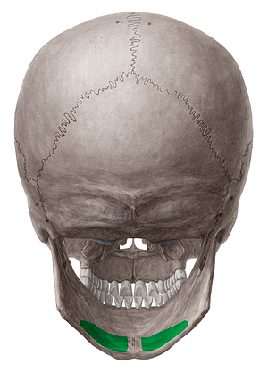 Submandibular fossa of mandible (#3888)