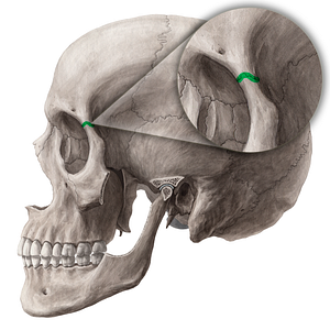 Frontozygomatic suture (#21453)