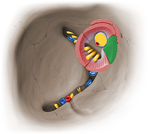 Medial rectus muscle (#14075)
