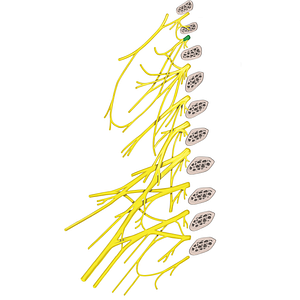 Spinal nerve C2 (#6731)