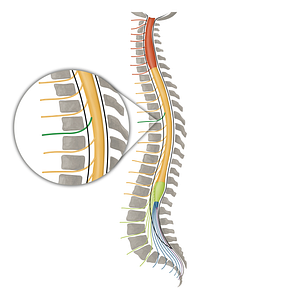 Spinal nerve T5 (#16151)