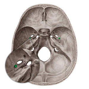 Foramen spinosum (#3805)