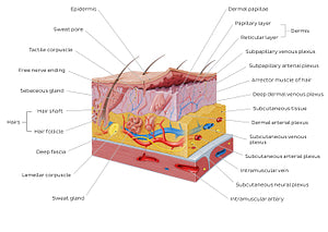 Integumentary system (English)