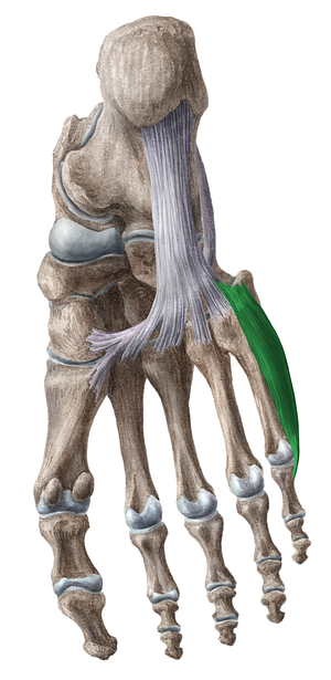 Opponens digiti minimi muscle of foot (#19144)