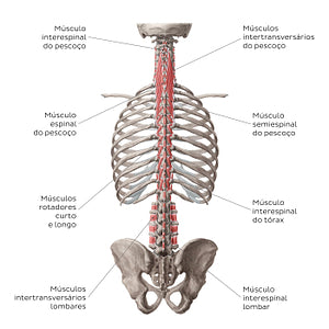 Deep and deepest deep back muscles (Portuguese)