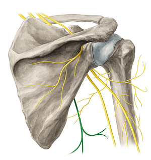 Thoracodorsal nerve (#6810)