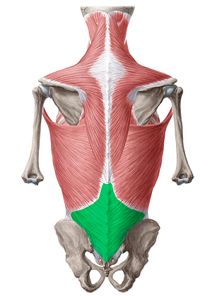 Thoracolumbar fascia (#3591)