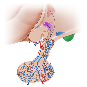Mammillary body (#16220)