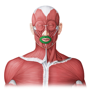Orbicularis oris muscle (#20011)