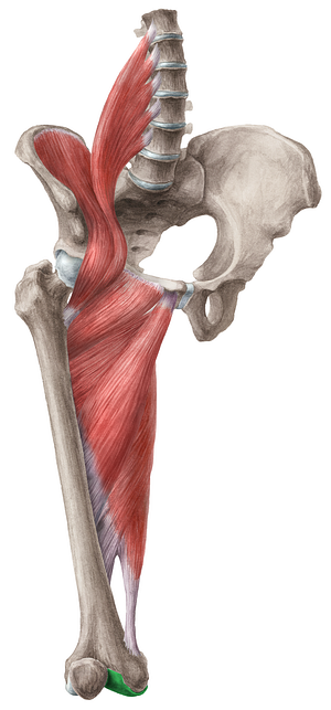 Medial condyle of femur (#2820)