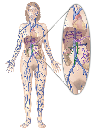 Superior mesenteric vein (#10432)