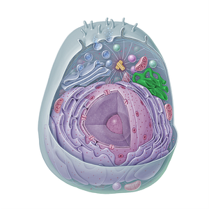 Smooth endoplasmic reticulum (#15339)