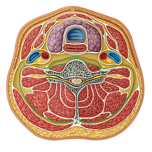 Deep layer of deep cervical fascia (#16303)