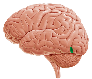 Preoccipital notch (#21173)
