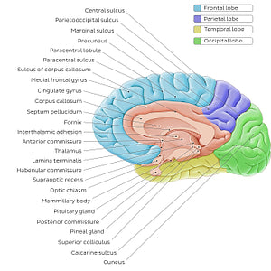 Medial view of the brain (English)