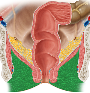 Ischioanal fossa (#3860)