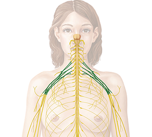 Brachial plexus (#7953)