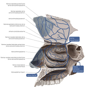 Veins of the nasal cavity (Spanish)