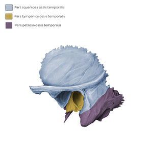 Temporal bone (parts) (Latin)
