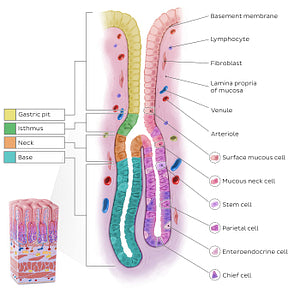 Stomach wall (gastric gland) (English)