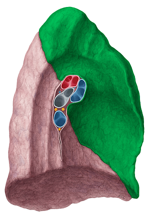Superior lobe of left lung (#4862)