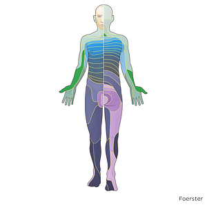 C6 dermatome (#20888)