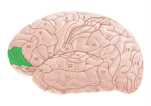 Brodmann area 10 (#18019)