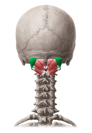 Obliquus capitis superior muscle (#5634)