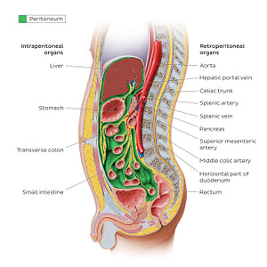 Peritoneal relations (English)