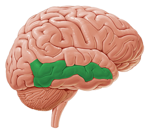 Middle temporal gyrus (#4211)