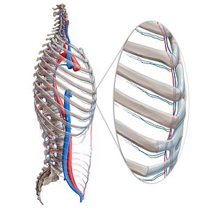Anterior intercostal artery (#1148)