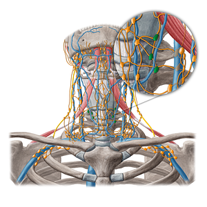Paratracheal lymph nodes (#7079)