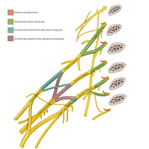 Brachial plexus: overview (Spanish)