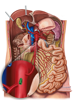 Middle colic artery (#1053)