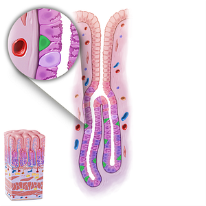 Enteroendocrine cell (#21624)
