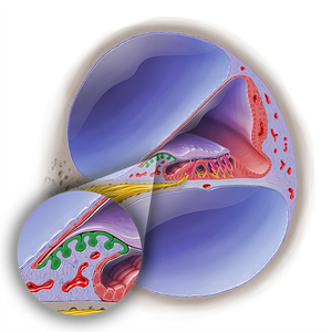 Interdental cells of cochlear duct (#19030)
