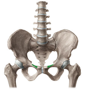 Pecten pubis (#4723)