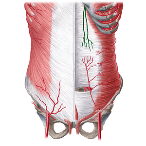 Superior epigastric artery (#1198)