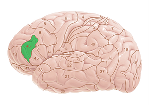 Brodmann area 46 (#18059)