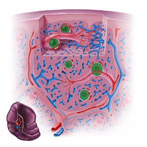 Splenic lymphoid nodule (#18144)