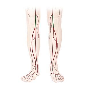 Popliteal artery (#1641)