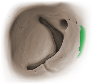 Lacrimal bone (#16077)