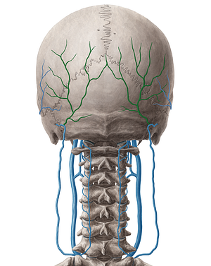 Occipital vein (#10442)