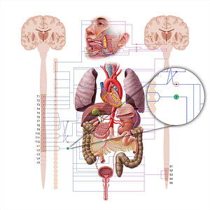 Inferior mesenteric ganglion (#18620)