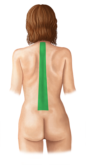 Vertebral region (#8895)