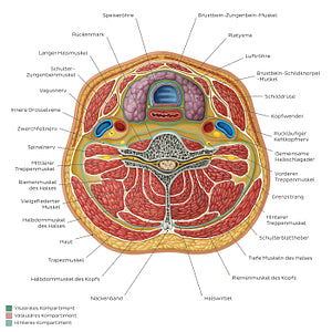 Compartments of the neck: Contents (German)