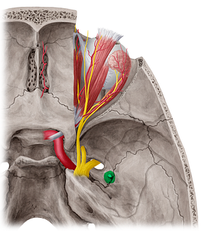 Foramen spinosum (#3807)